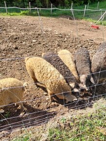 Mangalica - 5