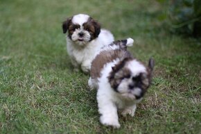 Shih-tzu, Shih tzu, si cu bez pp - 5