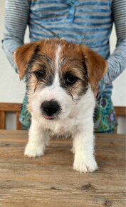 Jack Russell terier s PP - 5