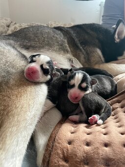 2 proper bred Husky puppies available - 5