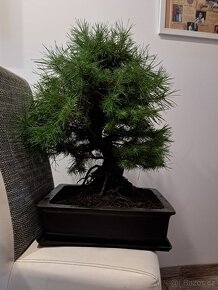 Bonsai Borovice - 5