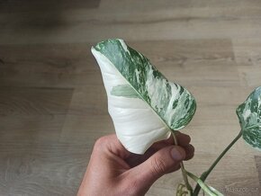 Monstera Albo Variegata vrchol - 5