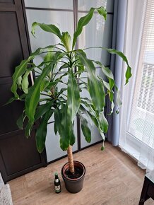 Velká palma Dracena + ZDARMA keramický květináč - 5