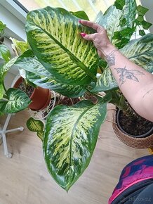 Dieffenbachia / Difenbachie - 5