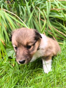 Štěňátka Sheltie/Šeltie s PP - 5