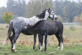 Welsh pony B - 5