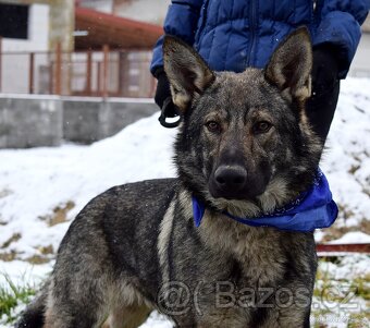 BOLEK K ADOPCI - 1 ROK, PŘÁTELSKÝ,KONTAKTNÍ,HRAVÝ - 5