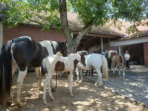 Výjimečná Paint Horse klisnička, homozygot - 5