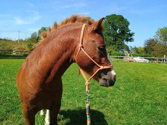 4 letý Welsh Mountain Pony (sekce A) - 5