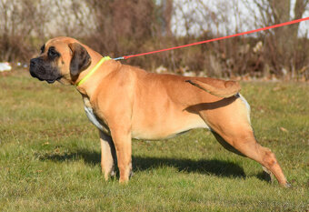 BOERBOEL  BALLOTADA  --VALERIE + VALENTÝNA - 5