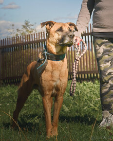 SEBASTIAN -pes ridgeback x boxer, 45kg, 5 let - 5