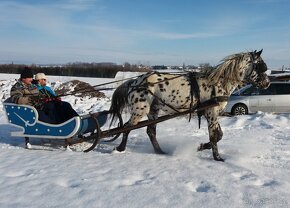 Appaloosa hřebec - připouštění - 5