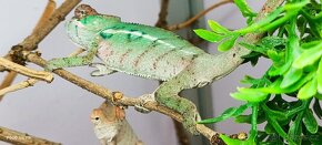 Chameleon pardálí - 5