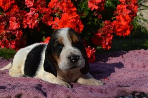 BASSET HOUND s PP - 5