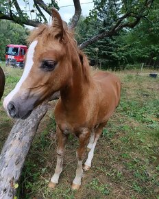 Klisnička Welsh pony of cob type - 5