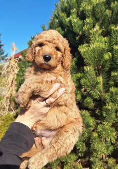 Labradoodle Standard Goldendoodle - 5