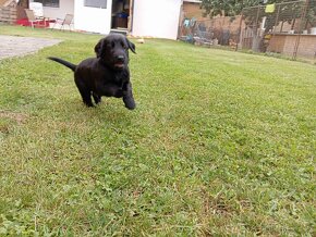 Flat coated retriever s PP - rezervace štěňat - 5