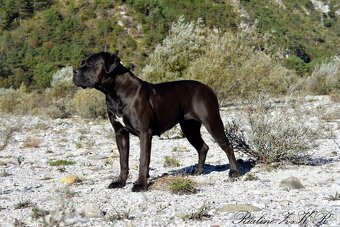 Cane Corso štěňata s FCI PP - 5