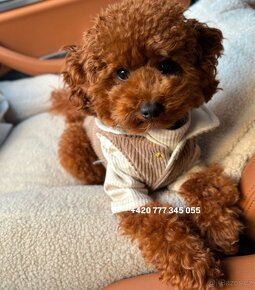 Toy Poodle Red Brown fenka female - 5