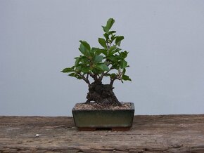 Prodám bonsai, bonsaj - 5