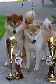 Shiba Inu s PP FCI - 5