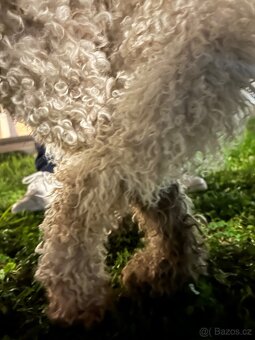 Lagotto Romagnolo s PP - 5