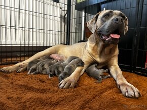 Cane corso s PP - 5