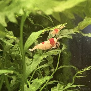 Krevetky Caridina Crystal Red & Black - 5