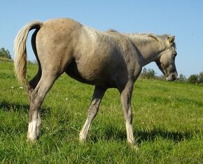 Prodám hřebečka Welsh pony, sekce B, s PP. - 5