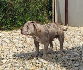 American Bully s PP - 5