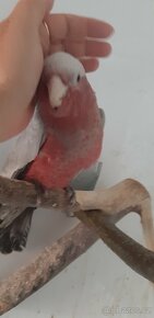 Kakadu růžový - 5