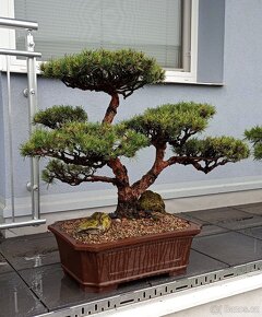 Bonsai borovice lesní  (Pinus sylvestris compressa) - 5