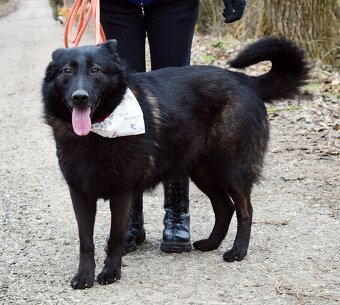 LA KALIBRA K ADOPCI - 3 ROKY, VDĚČNÁ, HODNÁ,PŘÍTULNÁ - 5