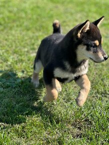 Shiba inu - 5