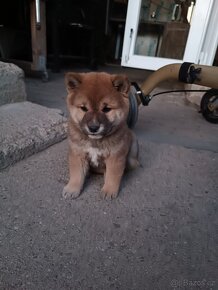 Shiba Inu - 5