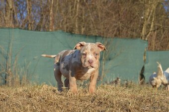 American bully standard ABKC - 5