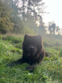 Hledáme fenku na krytí - Chow Chow (Čau Čau) - 5