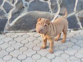 Shar-pei - 5