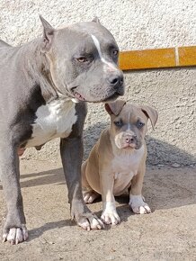 American Bully Standard - 5