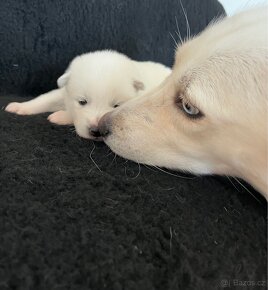 Štěňata Samojed x Husky - 5