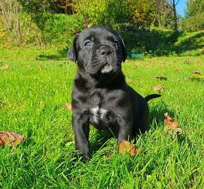 Cane Corso s PP - 5