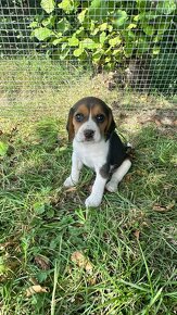 Štěně bígla / beagle - 5