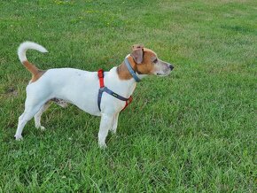 Jack Russell hledá přítelkyni zdarma. - 5