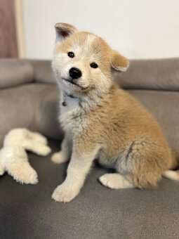 Štěňátka Akita Inu - 5