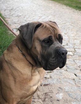 Šedý kluk Cane Corso - 5