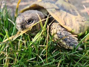 Želva zelenavá (Testudo hermanni) - 5