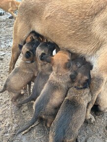 Belgický ovčák malinois - 5