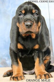 Black and Tan Coonhound s PP/ FCI - 5