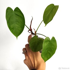 philodendron, monstera, syngonium - 5