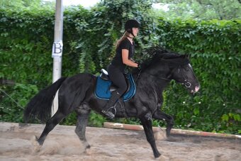 Připouštění Welsh cob - 5